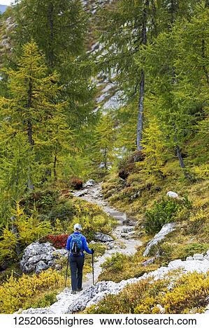 Stock Photograph - Female hiker along alpine trail with autumn colours; Sesto, Bolzano, Italy. Fotosearch