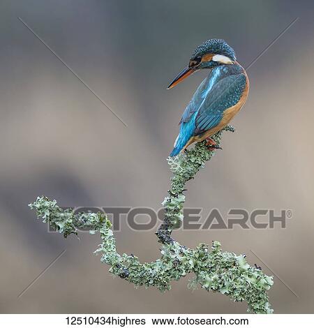 Female Kingfisher (Alcedinidae) perched on the branch of a tree covered in green foliage; Dumfries and Galloway, Scotland View Large Photo Image Stock Photograph - Female Kingfisher (Alcedinidae) perched on the branch of a tree covered in green foliage; Dumfries and Galloway, Scotland. Fotosearch