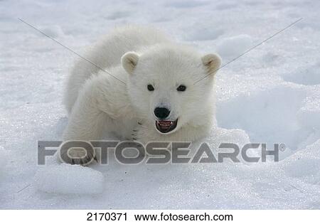 Stock Image - Female Polar Bear Cub At Alaska Zoo Anchorage Sc Ak/Ncaptive. Fotosearch