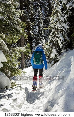 Female snowshoer along a snow-covered trail with snow-covered evergreen trees in the background, Banff National Park; Lake Louise, Alberta, Canada View Large Photo Image Stock Photograph - Female snowshoer along a snow-covered trail with snow-covered evergreen trees in the background, Banff National Park; Lake Louise, Alberta, Canada. Fotosearch