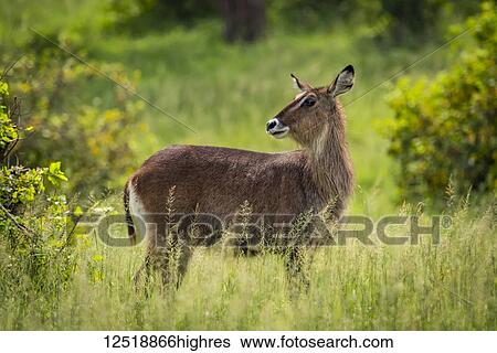 Female waterbuck (Kobus ellipsiprymnus) turning head on grassy plain, Serengeti National Park; Tanzania View Large Photo Image Stock Photograph - Female waterbuck (Kobus ellipsiprymnus) turning head on grassy plain, Serengeti National Park; Tanzania. Fotosearch