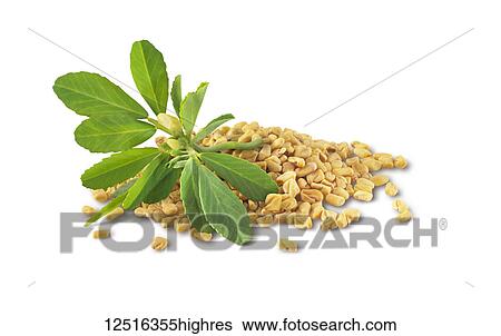 Stock Photograph - Fenugreek seeds and leaves on a white background. Fotosearch