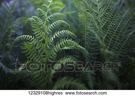 Stock Photograph - Ferns; Alaska, United States of America. Fotosearch