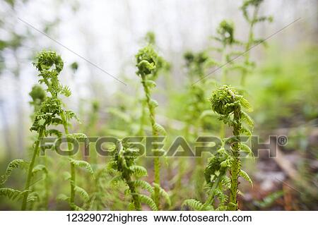Stock Photograph - Fiddlehead fern plants unfurling; Alaska, United States of America. Fotosearch