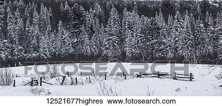 Stock Photograph - Field and fence in the snow with snow-covered trees in the background; Foster, Quebec, Canada. Fotosearch