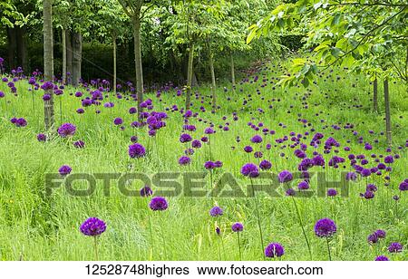 Stock Photograph - Field of alliums (Purple sensation) in The Cherry Orchard of The Alnwick Garden; Northumberland, England. Fotosearch
