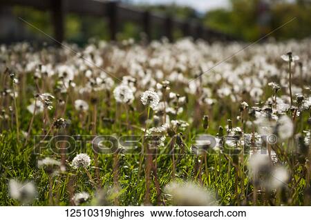 Stock Photograph - Field of dandelions on a lawn with selective focus; Vermont, United States of America. Fotosearch