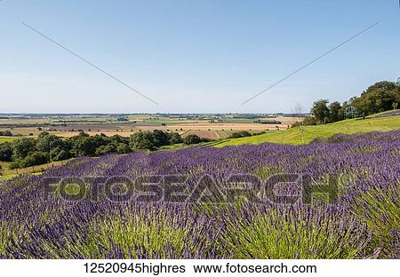 Stock Photograph - Field of lavender in full bloom with summer landscape beyond; Yorkshire, England. Fotosearch