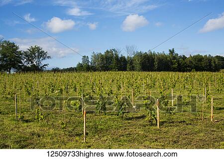 Field of Petit Pearl grape vines; Shefford, Quebec, Canada View Large Photo Image Stock Photograph - Field of Petit Pearl grape vines; Shefford, Quebec, Canada. Fotosearch