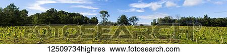 Field of Petit Pearl grape vines; Shefford, Quebec, Canada View Large Photo Image Stock Photograph - Field of Petit Pearl grape vines; Shefford, Quebec, Canada. Fotosearch