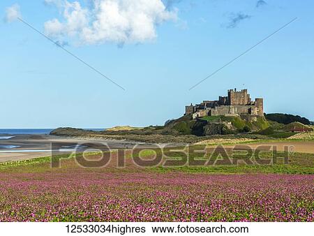 Field of purplerose campion flowers in front of Bamburgh Castle and beach, Grade 1 listed, home to the ancient kings of Northumbria; Bamburgh, Northumberland, England View Large Photo Image Stock Photograph - Field of purplerose campion flowers in front of Bamburgh Castle and beach, Grade 1 listed, home to the ancient kings of Northumbria; Bamburgh, Northumberland, England. Fotosearch