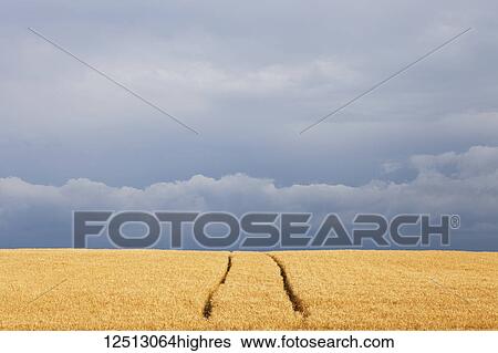 Stock Photograph - Field of wheat and farm vehicle tracks, with rain clouds on the horizon; Georgetown, Ontario, Canada. Fotosearch
