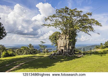 Stock Photograph - Fig tree growing out of a tower standing by Gopura III, Preah Vihear Temple; Preah Vihear, Cambodia. Fotosearch