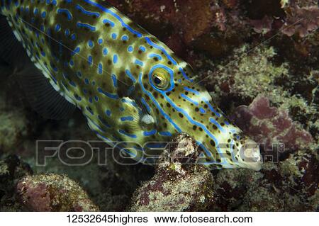 Stock Photograph - Filefish (Monacanthidae); Island of Hawaii, Hawaii, United States of America. Fotosearch