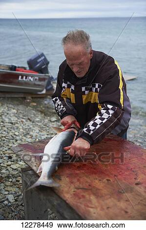 Filleting an Arctic Char on the shore, near Cambridge Bay; Nunavut, Canada View Large Photo Image Stock Photo - Filleting an Arctic Char on the shore, near Cambridge Bay; Nunavut, Canada. Fotosearch