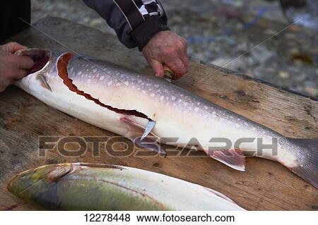 Filleting Arctic Char, Western Arm, near Cambridge Bay; Nunavut, Canada View Large Photo Image Stock Photo - Filleting Arctic Char, Western Arm, near Cambridge Bay; Nunavut, Canada. Fotosearch