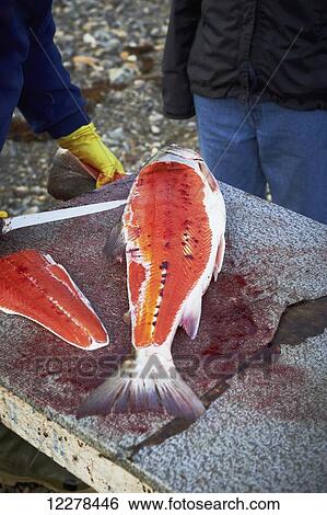 Filleting Arctic Char, Western Arm, near Cambridge Bay; Nunavut, Canada View Large Photo Image Stock Photograph - Filleting Arctic Char, Western Arm, near Cambridge Bay; Nunavut, Canada. Fotosearch