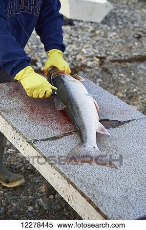 Filleting Arctic Char, Western Arm, near Cambridge Bay; Nunavut, Canada View Large Photo Image Stock Photography - Filleting Arctic Char, Western Arm, near Cambridge Bay; Nunavut, Canada. Fotosearch