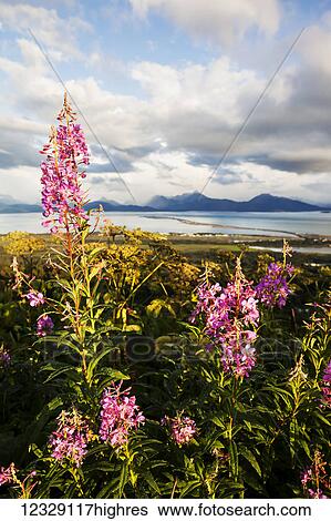 Stock Photograph - Fireweed (Chamaenerion angustifolium) blossoming in the foreground with Homer Spit, Kachemak Bay and the Kenai Mountains in the background; Homer, Alaska, United States of America. Fotosearch