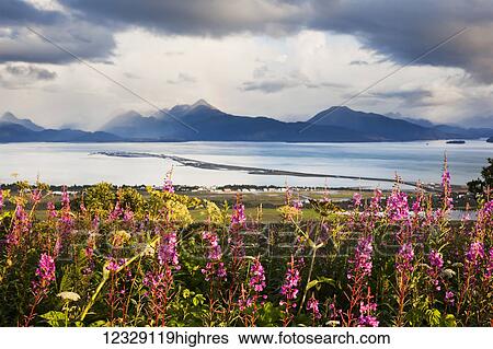 Fireweed (Chamaenerion angustifolium) blossoming in the foreground with Homer Spit, Kachemak Bay and the Kenai Mountains in the background; Homer, Alaska, United States of America View Large Photo Image Stock Photograph - Fireweed (Chamaenerion angustifolium) blossoming in the foreground with Homer Spit, Kachemak Bay and the Kenai Mountains in the background; Homer, Alaska, United States of America. Fotosearch