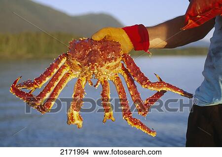 Picture - Fisherman Holding King Crab Inside Passage Se Alaska/N. Fotosearch
