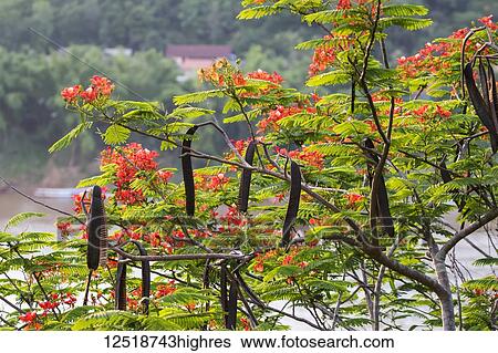 Stock Photograph - Flamboyant tree with red blossoms on Mount Phousi; Luang Prabang, Luang Prabang, Laos. Fotosearch
