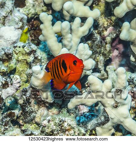 Stock Photograph - Flame Angelfish (Centropyge loricula) in Finger Coral (Porites compressa) off the Kona Coast; Island of Hawaii, Hawaii, United States of America. Fotosearch