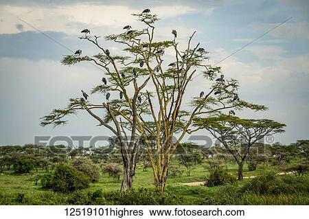 Flock of marabou storks (Leptoptilos crumenifer) perched in tree, Serengeti National Park; Tanzania View Large Photo Image Stock Photograph - Flock of marabou storks (Leptoptilos crumenifer) perched in tree, Serengeti National Park; Tanzania. Fotosearch