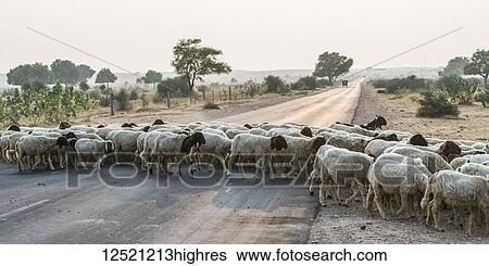 Flock of sheep crossing a road; Jaisalmer, Rajasthan, India View Large Photo Image Stock Photograph - Flock of sheep crossing a road; Jaisalmer, Rajasthan, India. Fotosearch