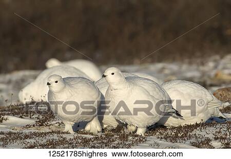 Flock of Willow ptarmigan (Lagopus lagopus) in the snow; Churchill, Manitoba, Canada View Large Photo Image Stock Photograph - Flock of Willow ptarmigan (Lagopus lagopus) in the snow; Churchill, Manitoba, Canada. Fotosearch