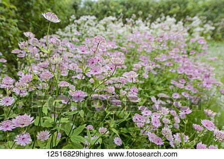 Stock Photograph - Flower bed of Astrantia 'Buckland'; Alnwick, Northumberland, England. Fotosearch