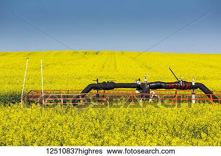 Stock Photograph - Flowering canola field with a pipeline in the field with blue sky; Beiseker, Alberta, Canada. Fotosearch