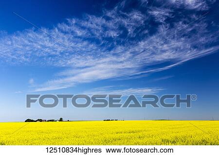 Flowering canola field with blue sky and dramatic white clouds; Beiseker, Alberta, Canada View Large Photo Image Stock Photograph - Flowering canola field with blue sky and dramatic white clouds; Beiseker, Alberta, Canada. Fotosearch