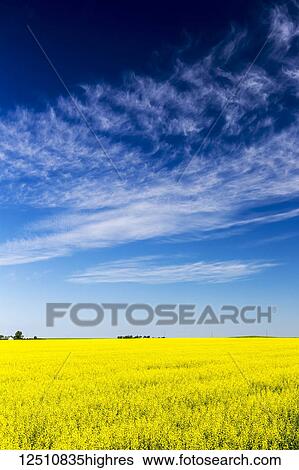 Flowering canola field with blue sky and dramatic white clouds; Beiseker, Alberta, Canada View Large Photo Image Stock Photograph - Flowering canola field with blue sky and dramatic white clouds; Beiseker, Alberta, Canada. Fotosearch