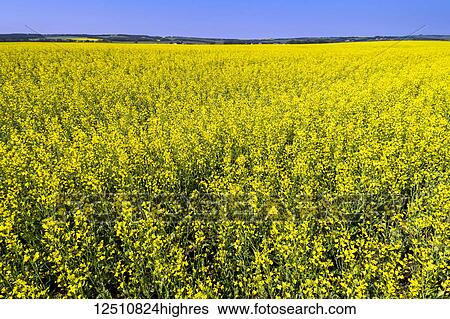 Flowering canola field with rolling hills and blue sky in the background, North of Sylvan Lake; Alberta, Canada View Large Photo Image Stock Photograph - Flowering canola field with rolling hills and blue sky in the background, North of Sylvan Lake; Alberta, Canada. Fotosearch