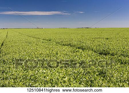 Flowering pea field with blue sky and clouds; Beiseker, Alberta, Canada View Large Photo Image Stock Photograph - Flowering pea field with blue sky and clouds; Beiseker, Alberta, Canada. Fotosearch