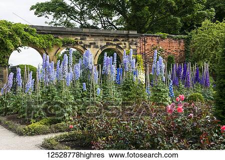 Stock Photograph - Flowers blossoming in The Alnwick Garden; Alnwick, Northumberland, England. Fotosearch