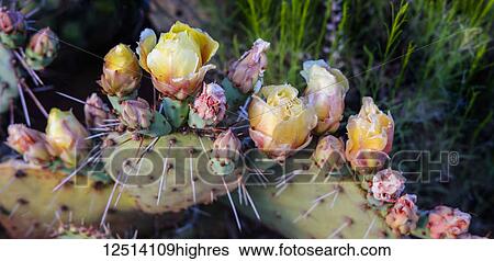 Flowers blossoming on a Prickly Pear Cactus plant (Opuntia violacca) in late spring; Sedona, Arizona, United States of America View Large Photo Image Stock Photograph - Flowers blossoming on a Prickly Pear Cactus plant (Opuntia violacca) in late spring; Sedona, Arizona, United States of America. Fotosearch