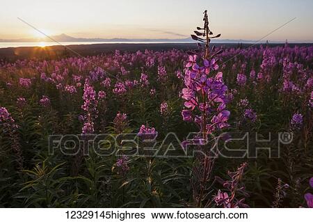 Flowers View Large Photo Image Stock Photograph - Flowers. Fotosearch
