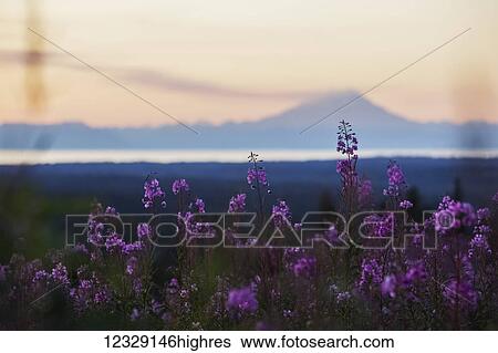 Flowers View Large Photo Image Stock Photograph - Flowers. Fotosearch