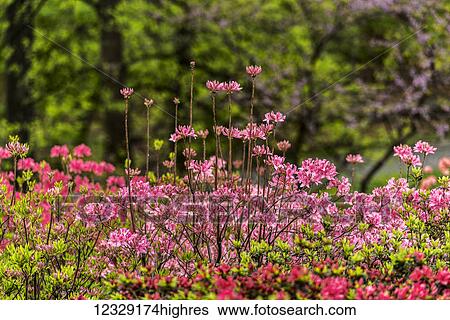 Stock Photograph - Flowers. Fotosearch