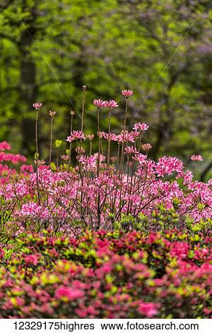 Stock Photograph - Flowers. Fotosearch