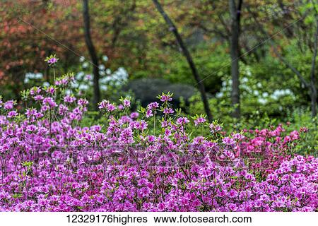 Stock Photograph - Flowers. Fotosearch
