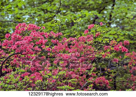 Stock Photograph - Flowers. Fotosearch