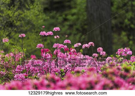 Stock Photograph - Flowers. Fotosearch