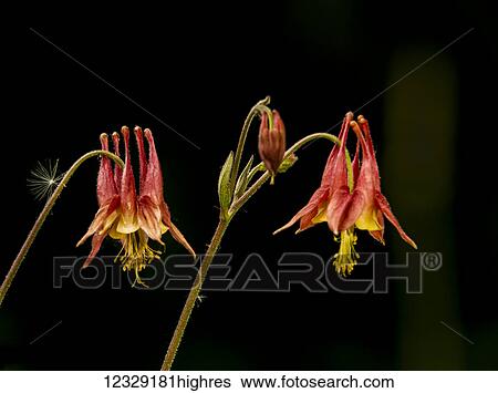 Stock Photograph - Flowers. Fotosearch