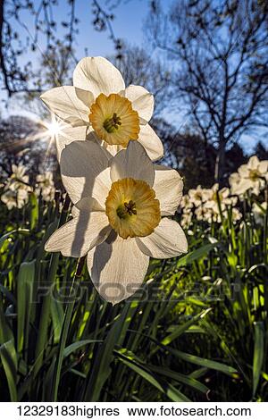 Stock Photograph - Flowers. Fotosearch