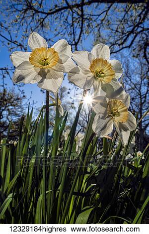 Stock Photograph - Flowers. Fotosearch