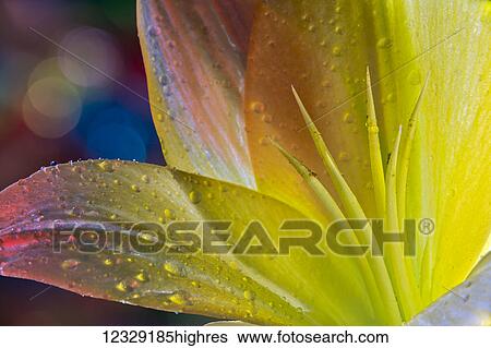 Flowers View Large Photo Image Stock Photograph - Flowers. Fotosearch