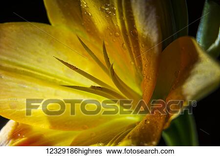 Flowers View Large Photo Image Stock Photograph - Flowers. Fotosearch